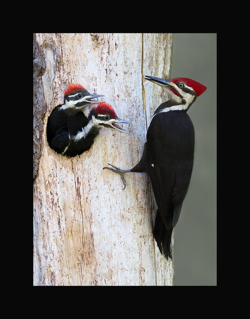 Pileated woodpecker photograph, Pileated woodpecker, woodpecker photographs image 1