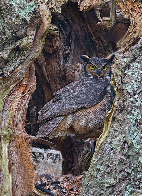 Great horned owl family, Great horned owl, Great horned owl photograph