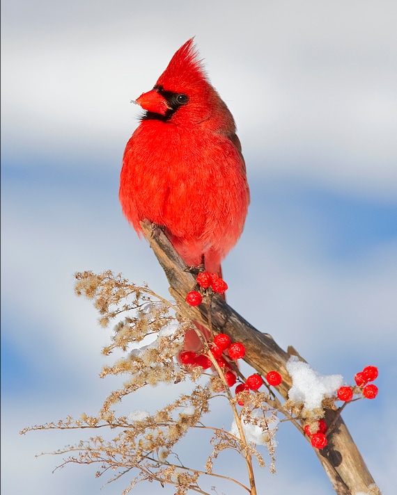 What is the Red Bird Called 