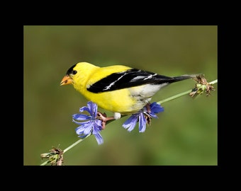 Goldfinch bird photograph, Goldfinch photograph, Goldfinch, bird photograph, American goldfinch bird photograph