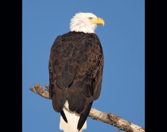 Bald eagle bird photograph, Bald eagle photograph, Bald eagle, bird photograph