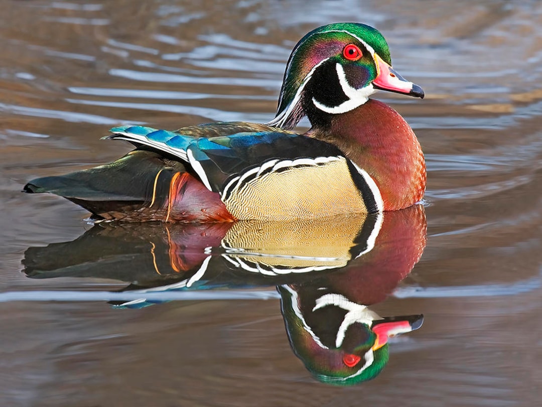 Wood Duck Metal Aluminum Photograph, Wood Duck Photograph, Metal