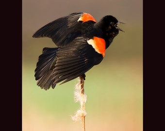 Red winged blackbird bird photograph, Red winged blackbird photograph, Red winged blackbird, bird photograph