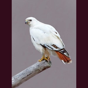 Red-tailed hawk bird photograph, Red tailed hawk photograph, Red tailed hawk, bird photograph, Leucistic red tailed hawk bird photograph
