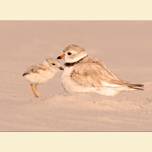 Piping plover bird photograph, Piping plover photograph, Piping plover