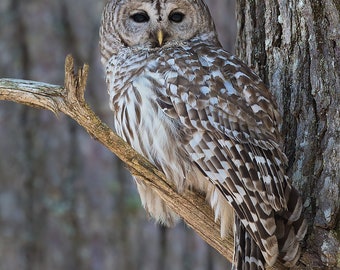 Barred owl watching