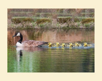 Canada goose bird photograph, Canada geese, bird photograph