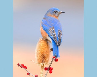 Eastern bluebird bird photograph, Eastern bluebird photograph, Eastern bluebird, bird photograph