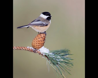 Chickadee bird photograph, Chickadee photograph, Chickadee, bird photograph, Black capped chickadee photograph