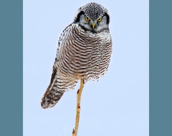 Northern hawk owl bird photograph, Northern hawk owl photograph, Northern hawk owl, bird photograph