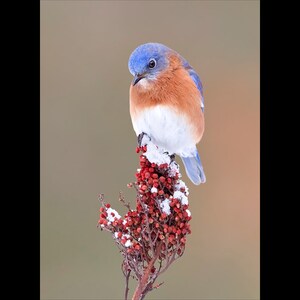 Bluebird bird photograph, Bluebird photograph, Bluebird, bird photograph, Eastern bluebird photograph