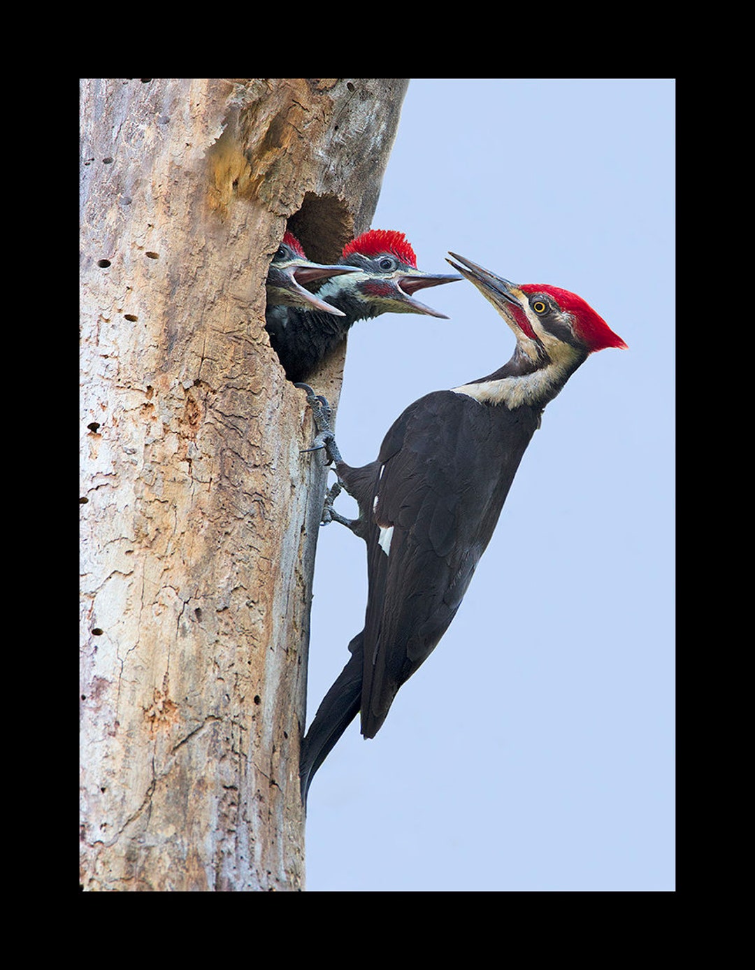 Pileated Woodpecker Photograph, Pileated Woodpecker, Bird Photograph