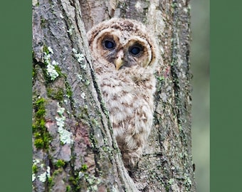 Barred Owl bird photograph, Barred owl photograph, barred owl, bird photograph