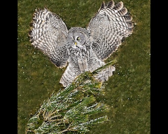 Great gray owl, great gray owl photograph, bird photograph