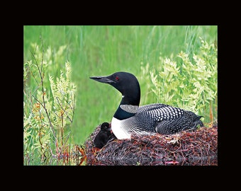 Common loon with chick, common loon photographs, loon photographs