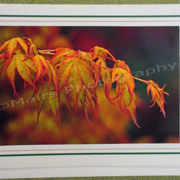 Japanese Maple Orange & Yellow Green Tree Colorful, Birthday Thank You Get Well All Occasion Eco-Friendly Blank Greeting Card, Photo Card