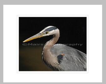 Nursery Decor, Blues Gray Mauve Pond Nature Bird, READY TO SHIP, Cottage Decor, Fine Art Photography signed matted 8x10 Original Photograph