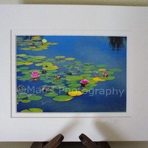 Pond Lilies Fine Art Photography: Matted & Signed 5x7 Original Photograph