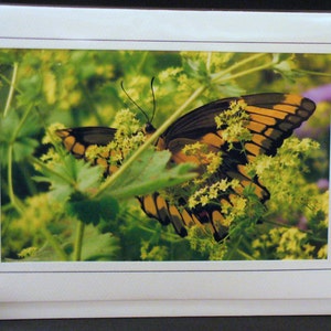May include: A yellow and black butterfly with brown veins on its wings is perched on a green plant with small yellow flowers. The butterfly's wings are partially open, showing the underside of its wings.