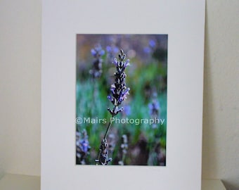 Cottage Decor Flowers Serene Peaceful Garden Photography Greens Lavender Purple  5 x 7 matted print Fine Art Photography