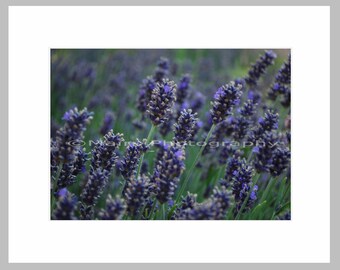 Purple Summer Lavender Fields Blue Green Purple, Garden Photography, Flower Photography, Fine Art Photography signed matted 5x7 print