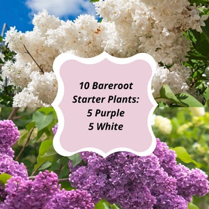 Lilac Common 10 Starter Plants, 5 White and 5 purple Lilac Shrub, Starter Plant 8-12 Inch Tall Well rooted plant shrub Bareroot