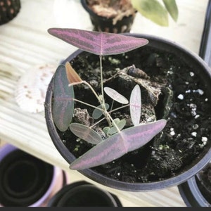 Christia Vespertilionis 10 Seeds, Red Butterfly Wing fresh REAL organic seeds. Purple plant image 3