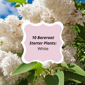 Lilac Common 10 White Starter Plants Lilac Shrub, Starter Plant 8-12 Inch Tall Well rooted plant shrub Bareroot
