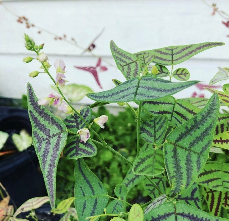 Exotic Plant Seeds Rare Christia Obcordata 'Butterfly Wing' Plant Seeds -  Large Colorful Leaves, USA Grown, Exotic Perennial Wings Of A Butterfly
