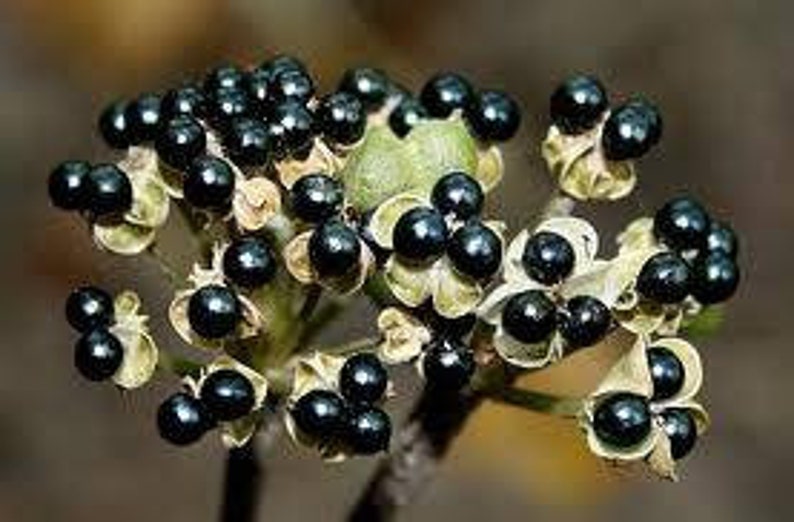 Wild Leeks Ramps Allium Tricoccum Seeds. 10 Seeds. Picked Etsy