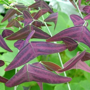 Christia Vespertilionis 10 Seeds, Red Butterfly Wing fresh REAL organic seeds. Purple plant image 1