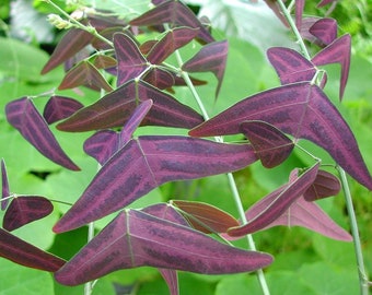 Christia Vespertilionis 10 Seeds, Red Butterfly Wing fresh REAL organic seeds. Purple plant