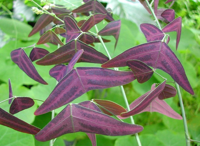 Christia Vespertilionis 10 Seeds, Red Butterfly Wing fresh REAL organic seeds. Purple plant image 1