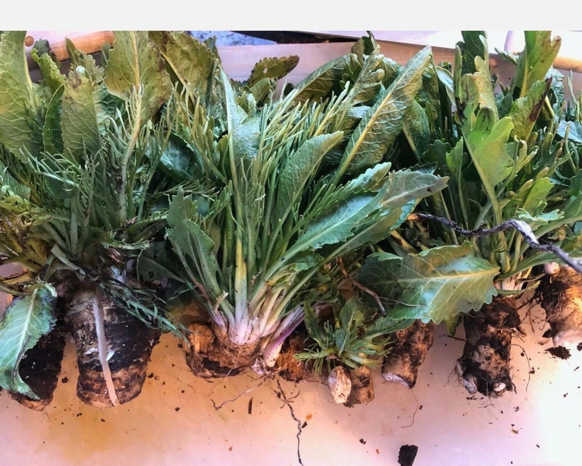 Horseradish Crowns 6 Plants/ Armoracia Rusticana, Live Roots / Grow