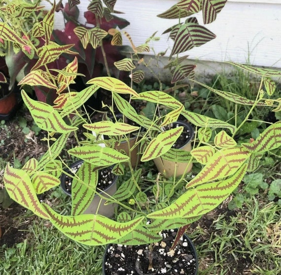 Christia Obcordata 5 seeds, Butterfly Wing Plant Seeds 