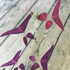 Christia Vespertilionis 10 Seeds, Red Butterfly Wing fresh REAL organic seeds. Purple plant image 5