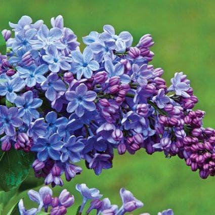 Lilac Syringa Wonderblue Little boy blue Plant Purple Lilac Shrub Starter Plant 5 7 Inch Tall Well rooted plant shrub in pot