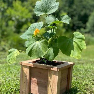 Handmade Cedar Planter for 6" Pot