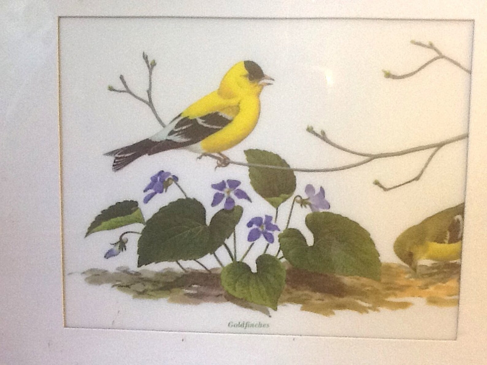 Vintage Framed Botanical Bird Prints Set Etsy