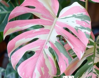Roze driekleurige levende plant Monstera Deliciosa – zeldzame bonte kamerplant voor binnen, tropische aroid