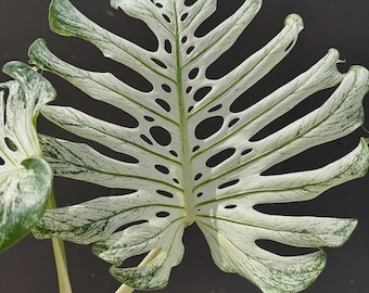 Monstera Deliciosa Devil Monster Variegada Plantación Nudos Enraizados Esquejes