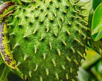 Planta de guanábana viva para plantar, planta de guanábana dulce, Annona muricata, árbol frutal de guanábana gigante, 5-9 pulgadas de alto, sin maceta.