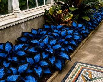 Rare Blue Hosta Live Plant | Neon Variegated | Non GMO Shade Leaf Garden Outdoor Decore