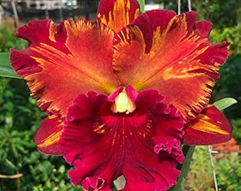 Cattleya Orkidé: Rlc. Hej sång, flammdans, blomstorlek