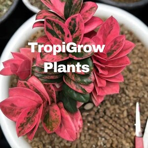 Black Pink Variegated Zz - Etsy