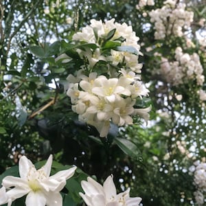 Peut inclure: Gros plan sur des fleurs de jasmin blanches en pleine floraison, avec des centres jaunes vifs et des feuilles vertes. Les fleurs sont regroupées, créant un affichage luxuriant et vibrant. L'arrière-plan est flou, suggérant un cadre extérieur naturel.