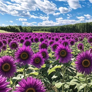 May include: A field of vibrant purple sunflowers in full bloom under a bright blue sky dotted with fluffy white clouds. The sunflowers have dark centers and green leaves, creating a striking contrast. A forest lines the horizon.