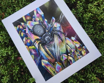 Rom - Velvet Spider (Eresus walckenaeri) Archival Matte Giclée Art Print - Spiders Arachnids