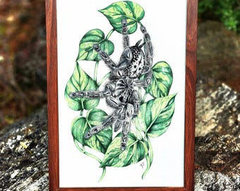 Chrysanthemum - Heteroscodra maculata (Togo Starburst Baboon Tarantula) Archival Matte Giclée Art Print 9"x12" Spiders Arachnids