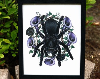 Wednesday - Grammostola pulchra (Brazilian Black Tarantula) Archival Matte Giclée Art Print 8"x10" Spiders Arachnids